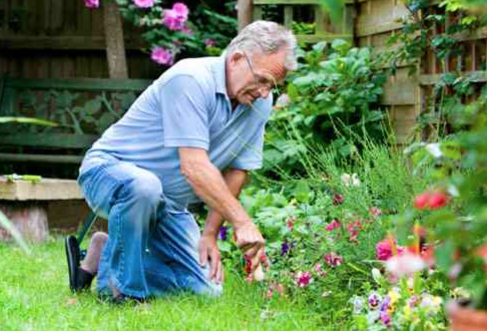 old man having pain from gardening